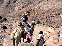 Camel riding on Mt. Sinai
