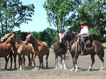 A gaucho at work